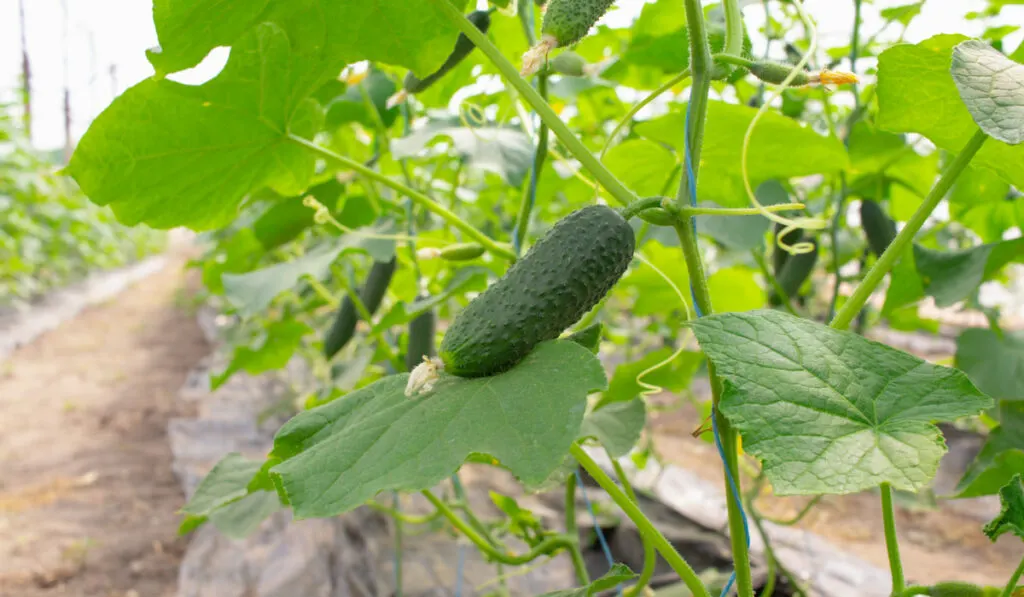Young organic cucumbers grow in a greenhouse