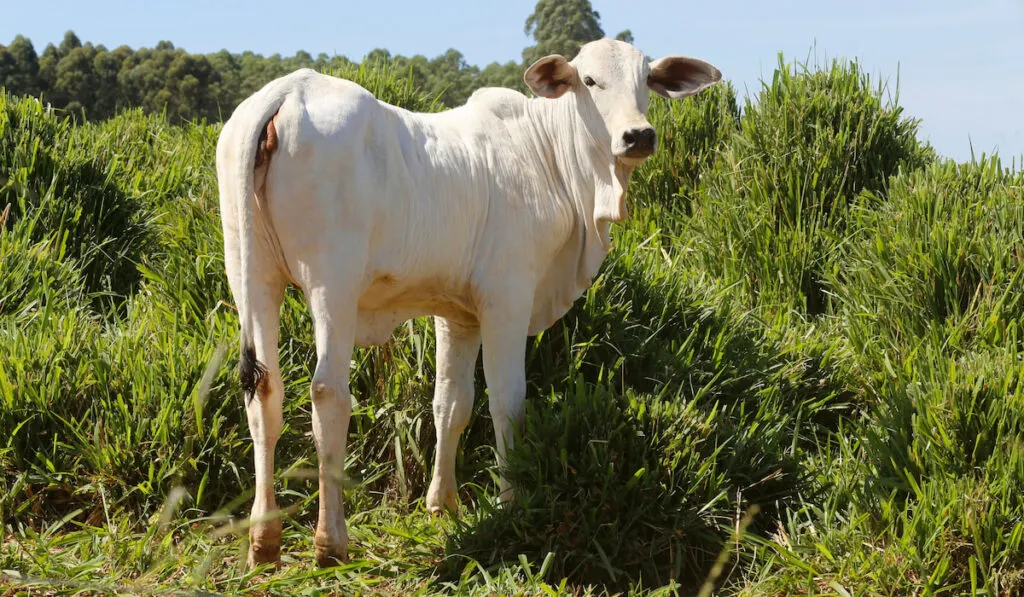 Zebu cattle  in the green grass pasture with sky and trees.