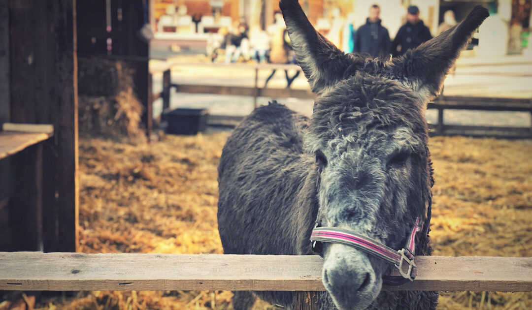 Can Donkeys Eat Strawberries? Farmhouse Guide