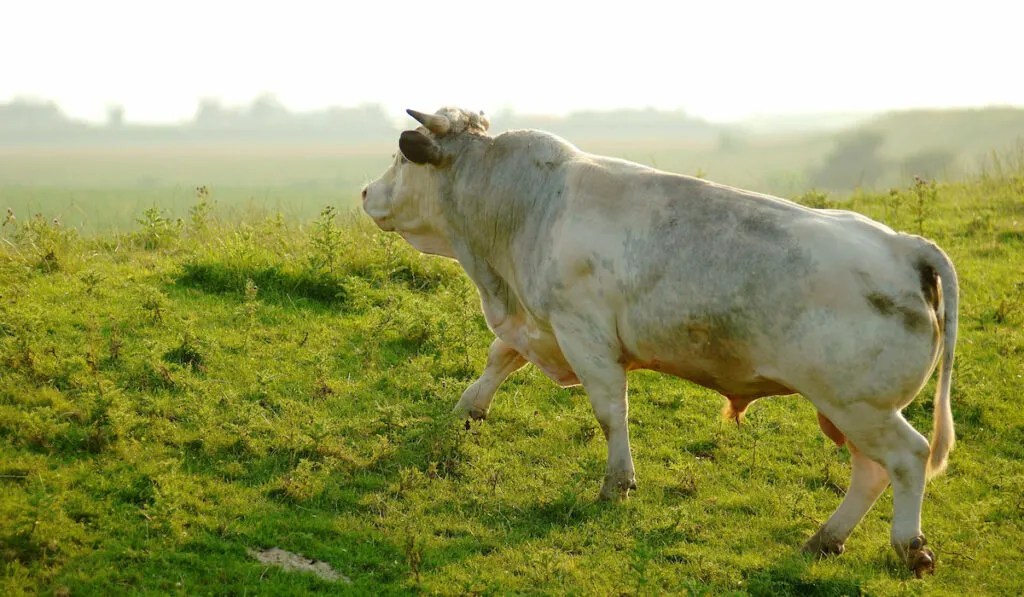 a famos porcelain white chianinas breeding bull on pasture in Holland