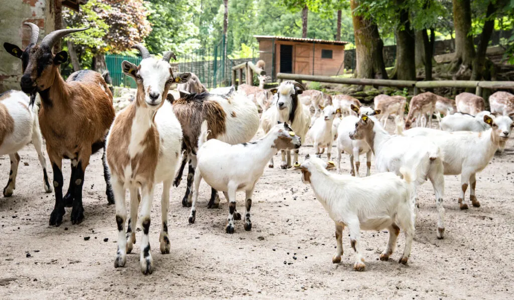 big herd of goats on the farm