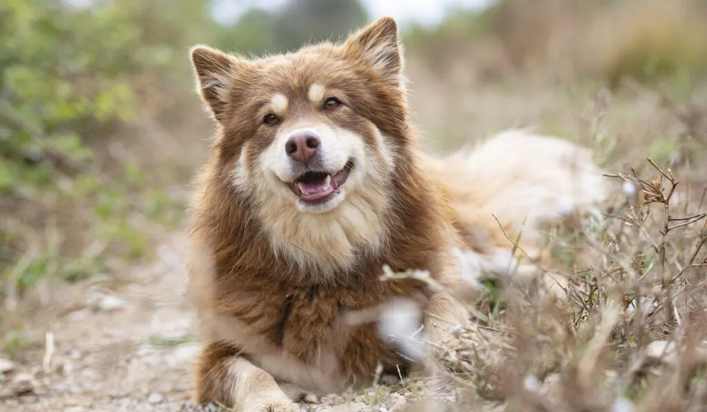 brown Finnish Lapphund resting on the ground