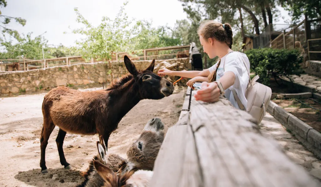 children touching and feeding donkey carrot in the zoo