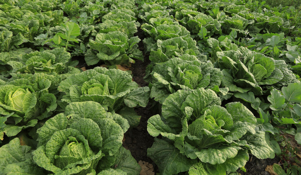 chinese cabbage crops in growth at field
