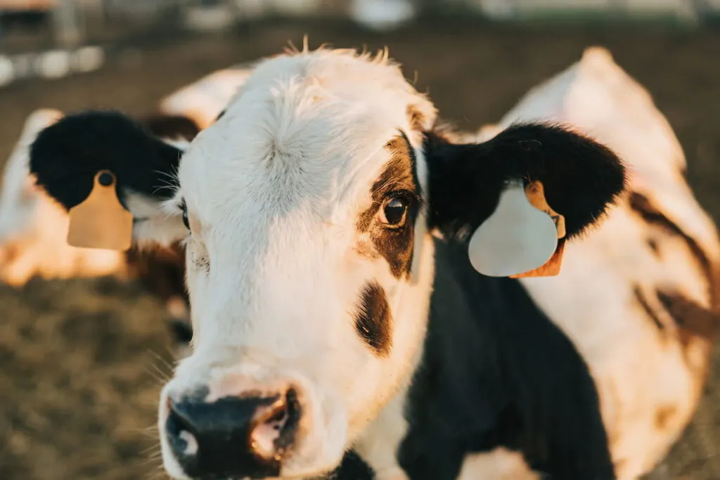 close-up heifer looking at camera at dawn