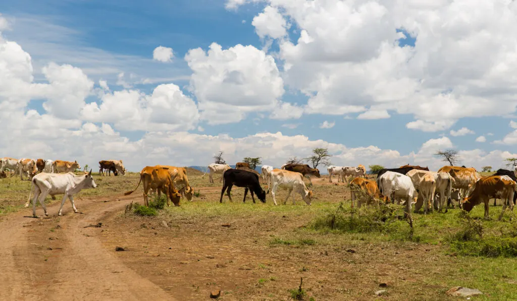 cows grazing in savannah at africa
