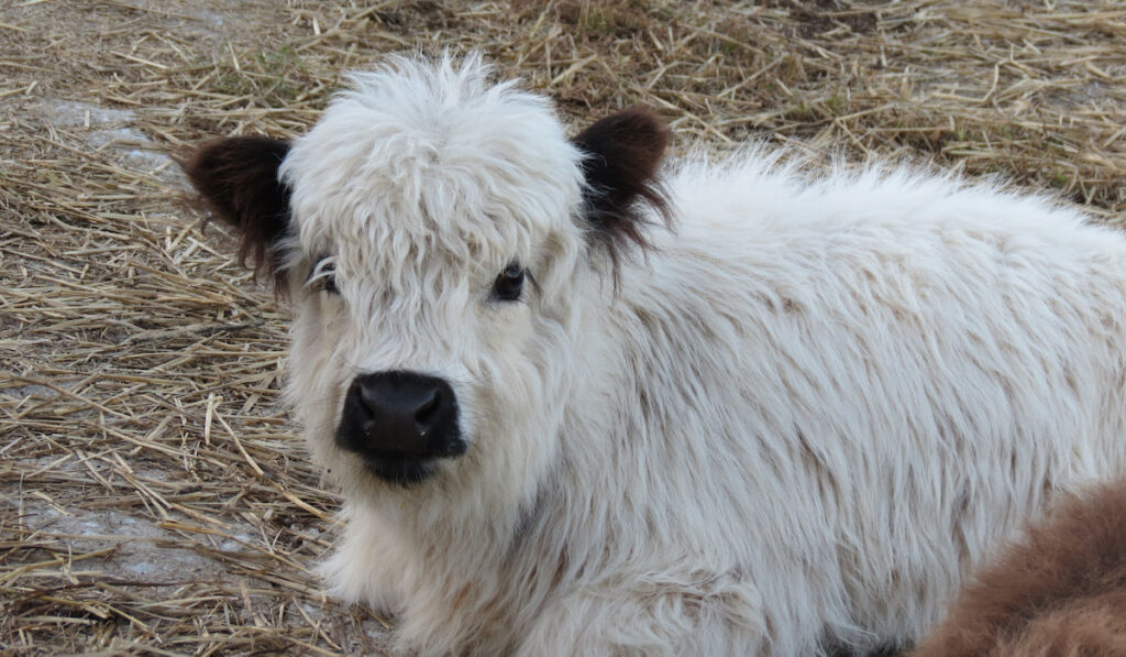 cute little miniature highland calves

