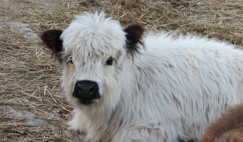 Rare breed rumours  Fluffy cows, Miniature cows, Cute baby cow