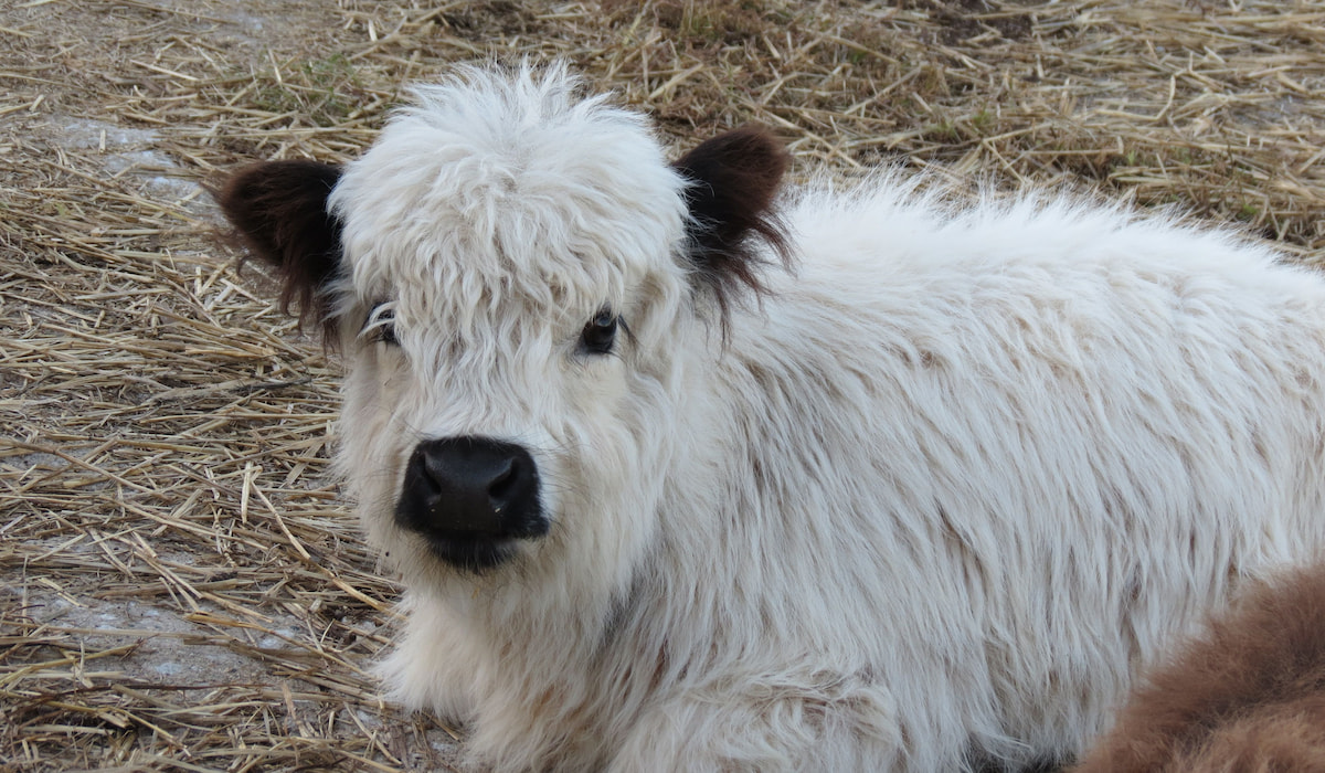 7 Miniature Cow Breeds Farmhouse Guide