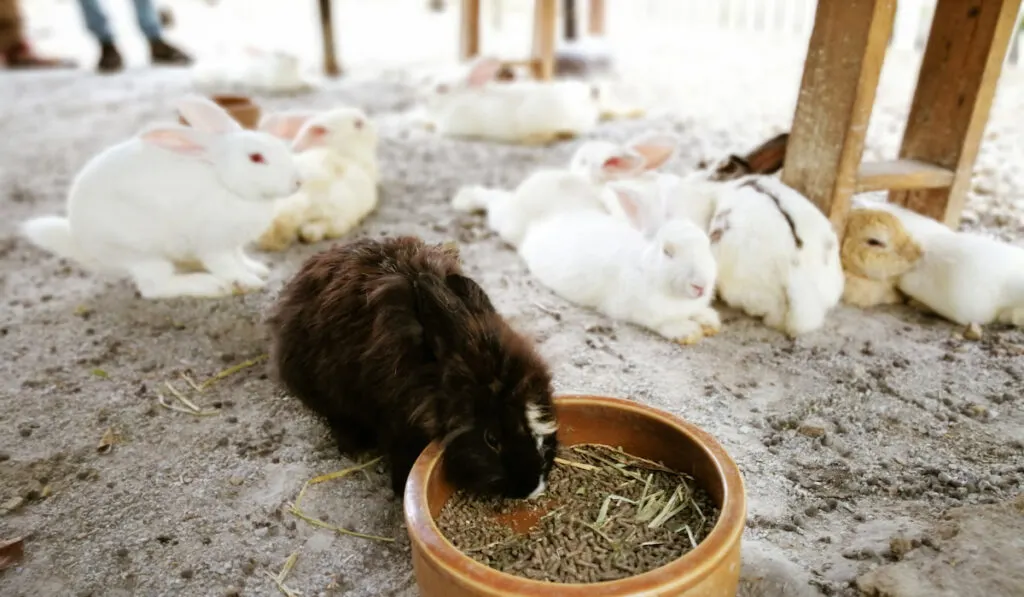 cute rabbit is eating from the wooden bowl at the pet farm

