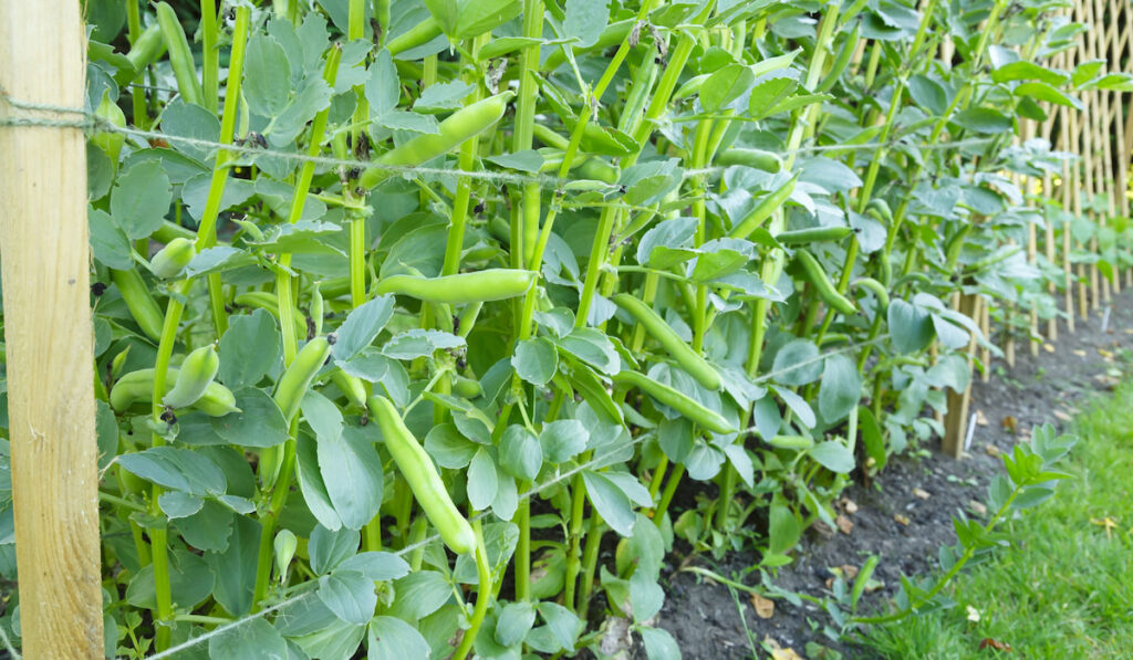  fava beans growing in a vegetable garden