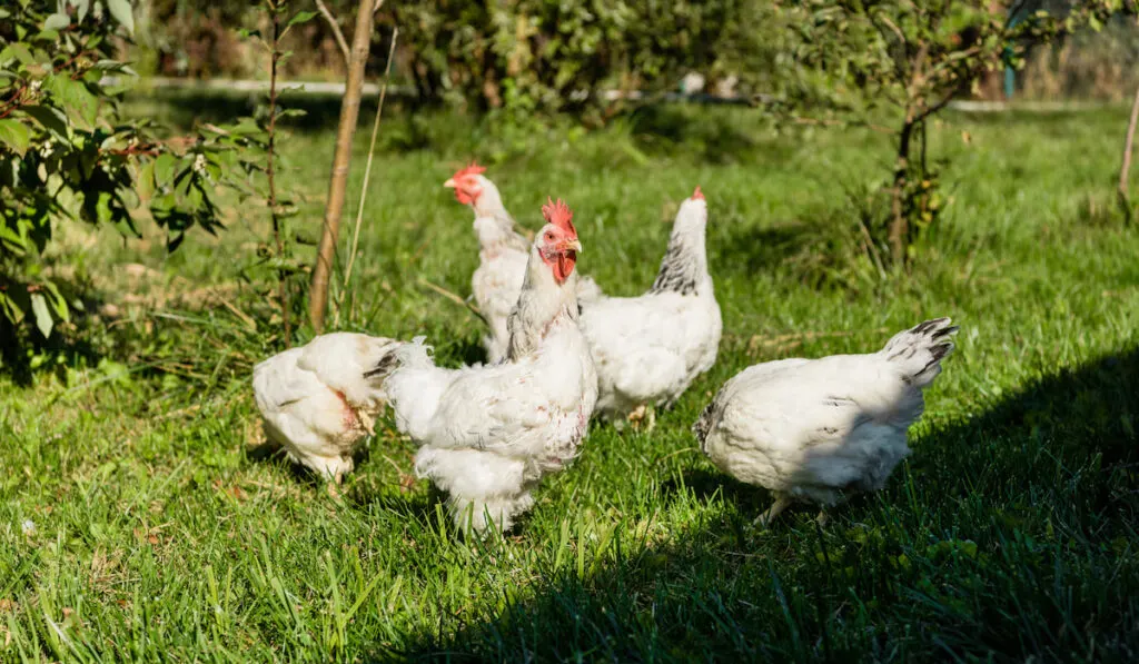 flock of white chickens walking on grassy meadow at farm