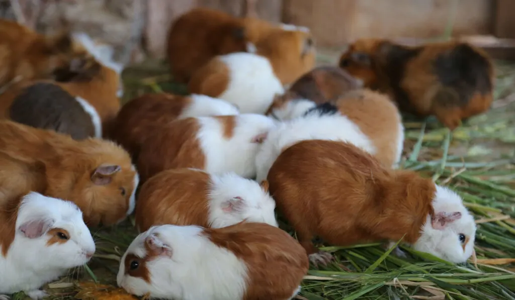 guinea pigs in farm
