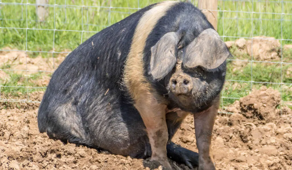 hampshire pig on the farm