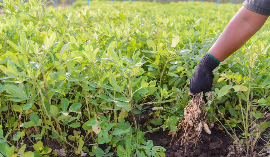 farmer harvesting peanuts from the ground