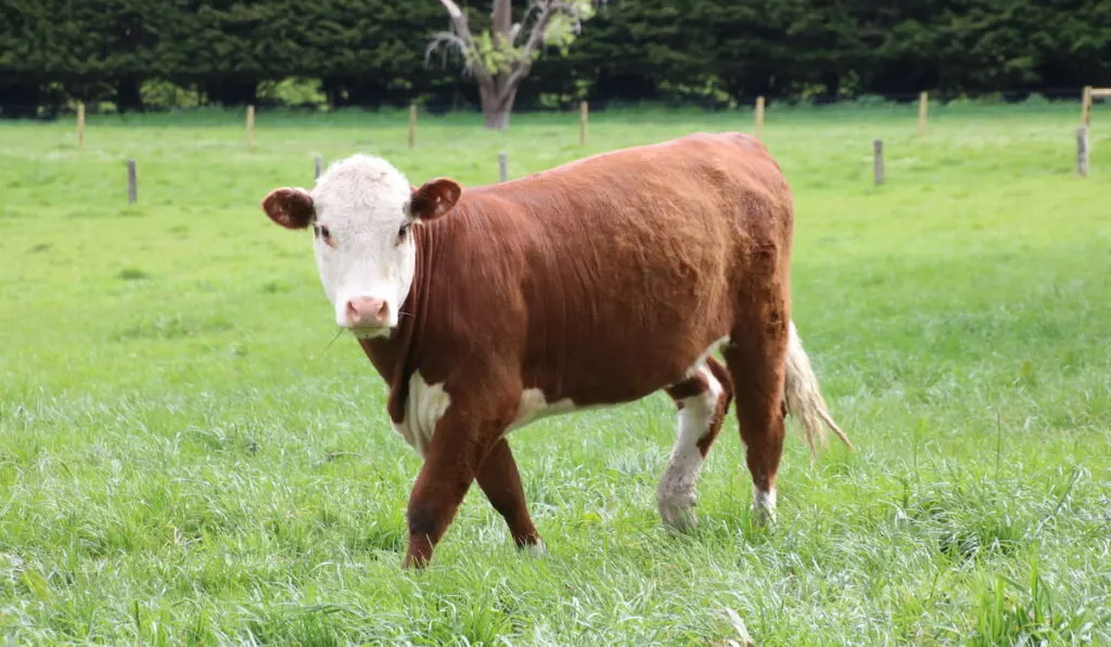  heifer grazing with other breeds