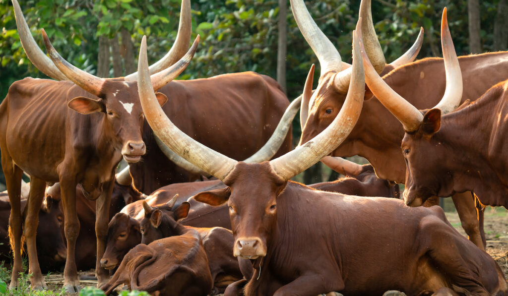 herd of ankole watusi cattle in zoo
