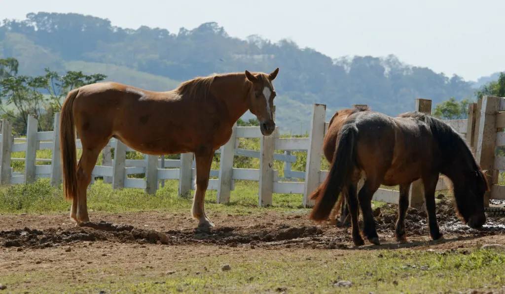 horses on the farm