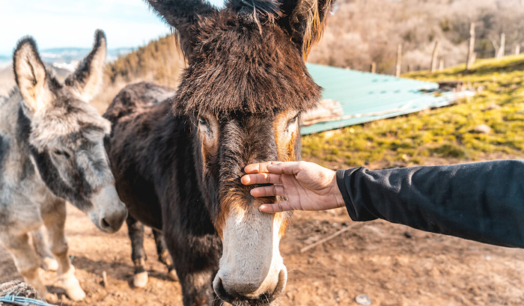 man touching face of the donkey
