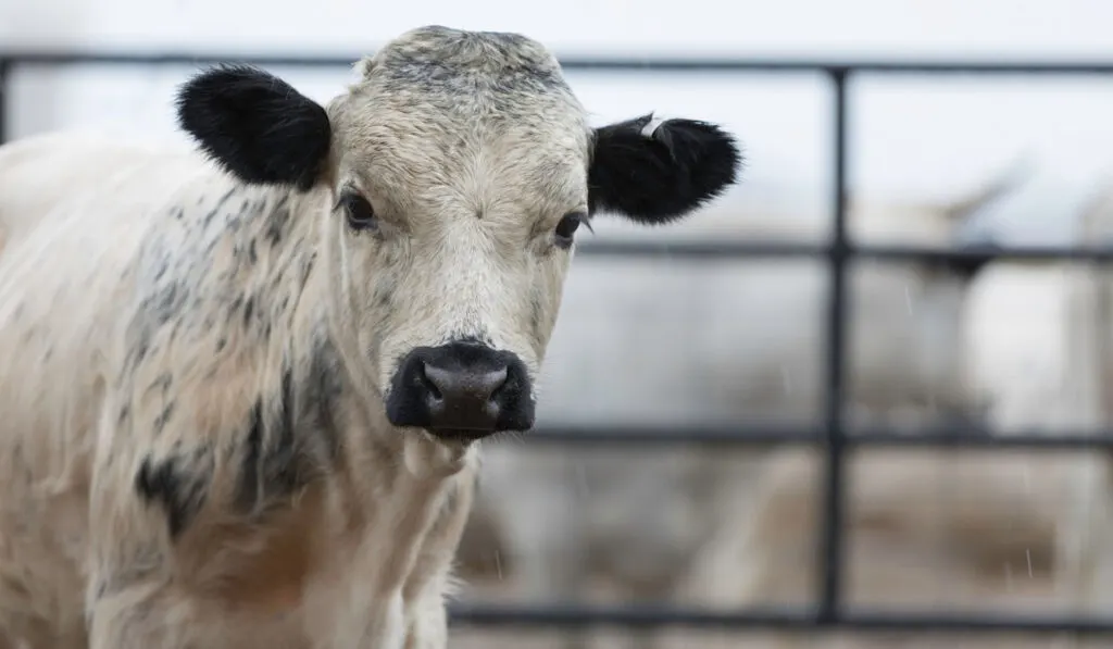 miniature dexter cow standing in rain on a farm
