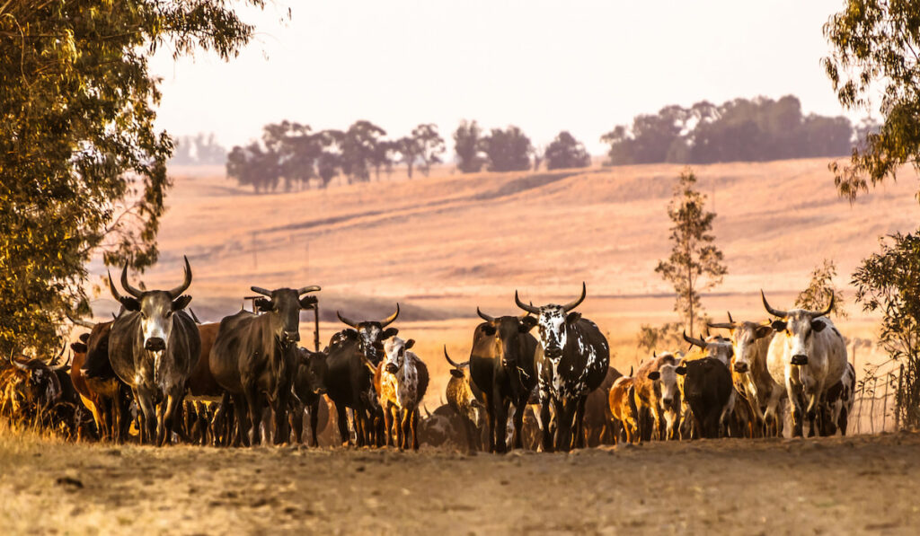 nguni cattle at sunset on a farm in Africa
