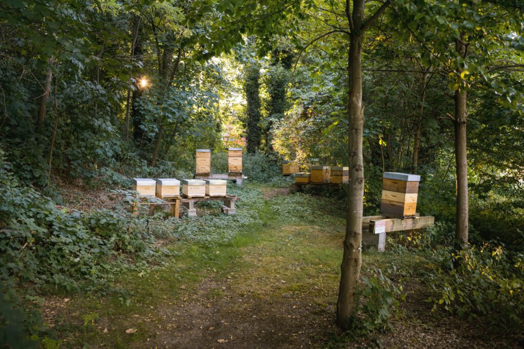 public park as urban beekeeping