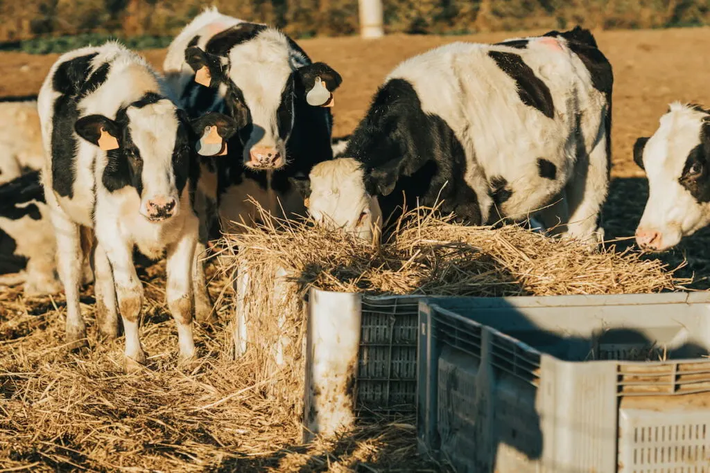 set of heifer eating straw