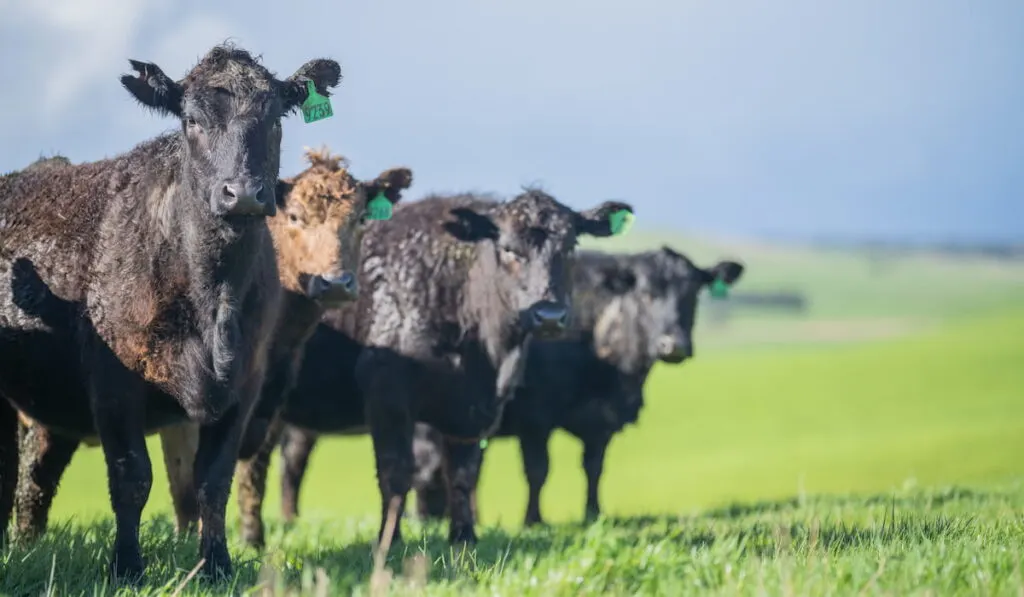 wagyu cow and murray grey beef bull  on a hill 