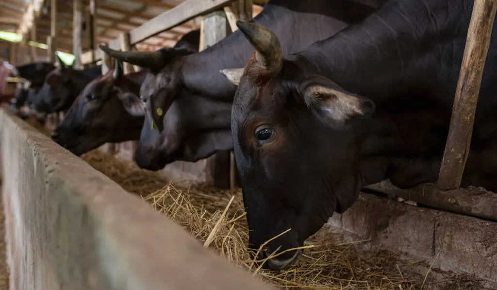wagyu Japanese cow eating hay in the farm