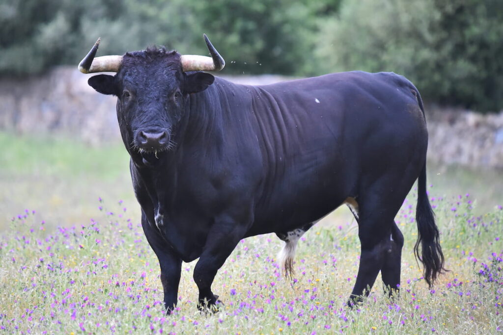 Bull in spain in the green field