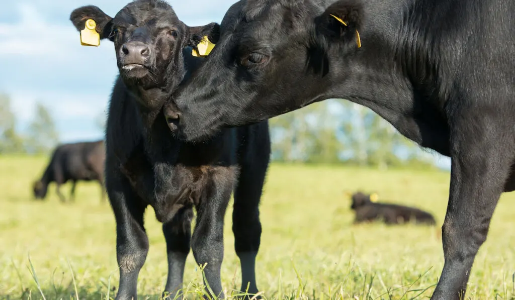 Aberdeen angus cow and calf together in the pasture