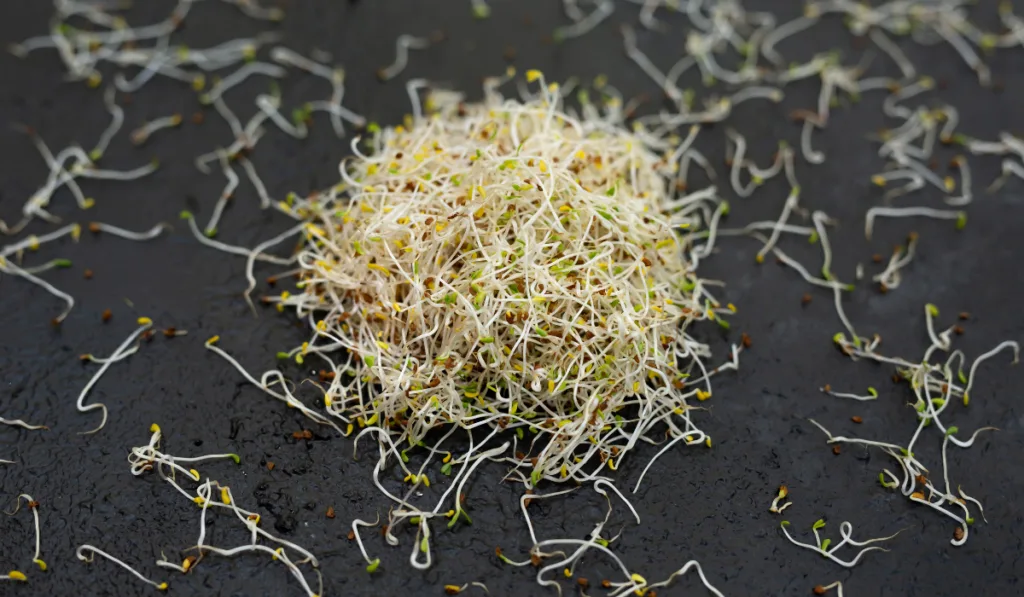 A closeup shot of fresh and raw alfalfa sprouts.
