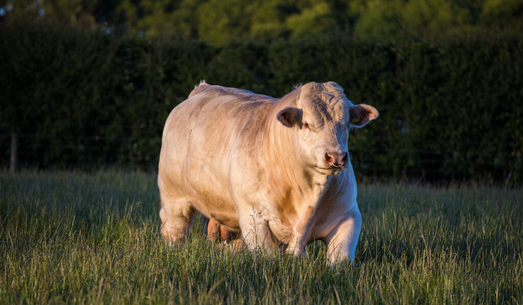 Amazing breed of bull charolais on the field