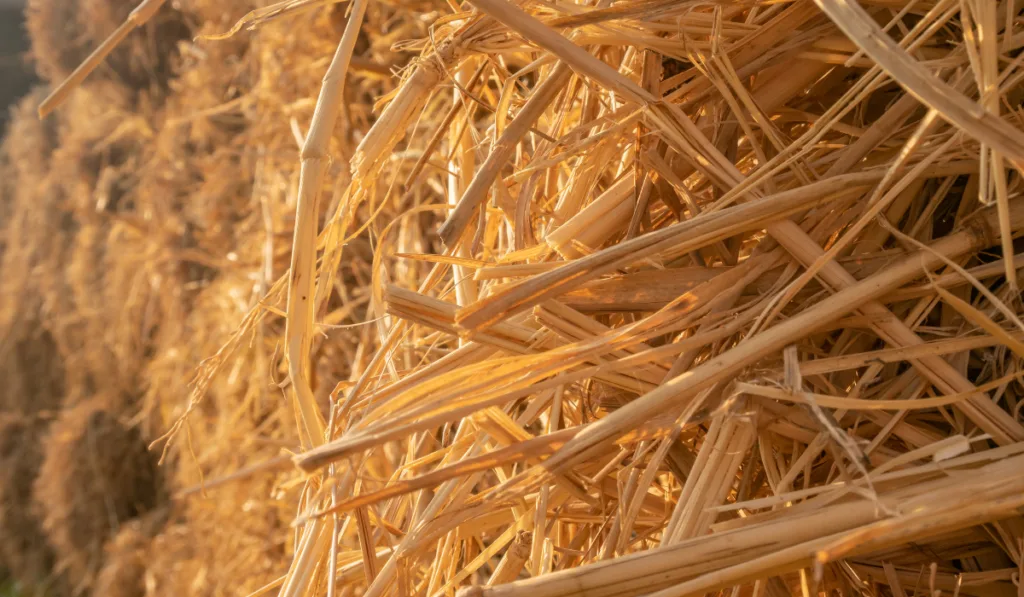 Close up a bale of hay group or haystack on agriculture farm, hay pile of dried grass straw under sunlight.
