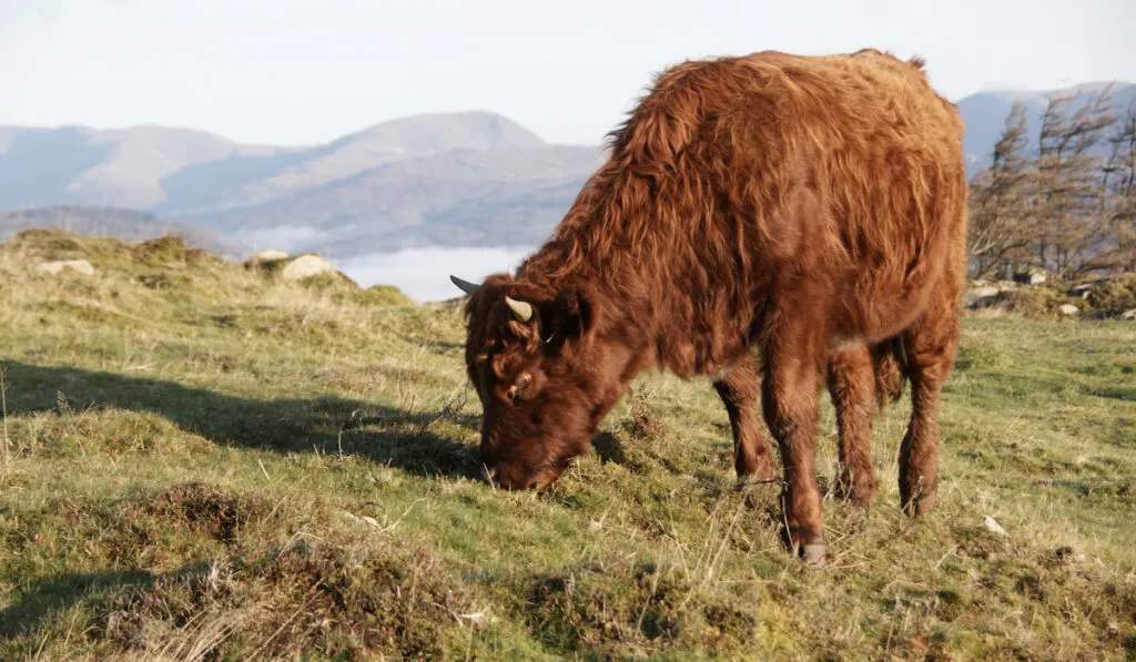 Beautiful Sunrise views and luing cattle grazing in the Lake District