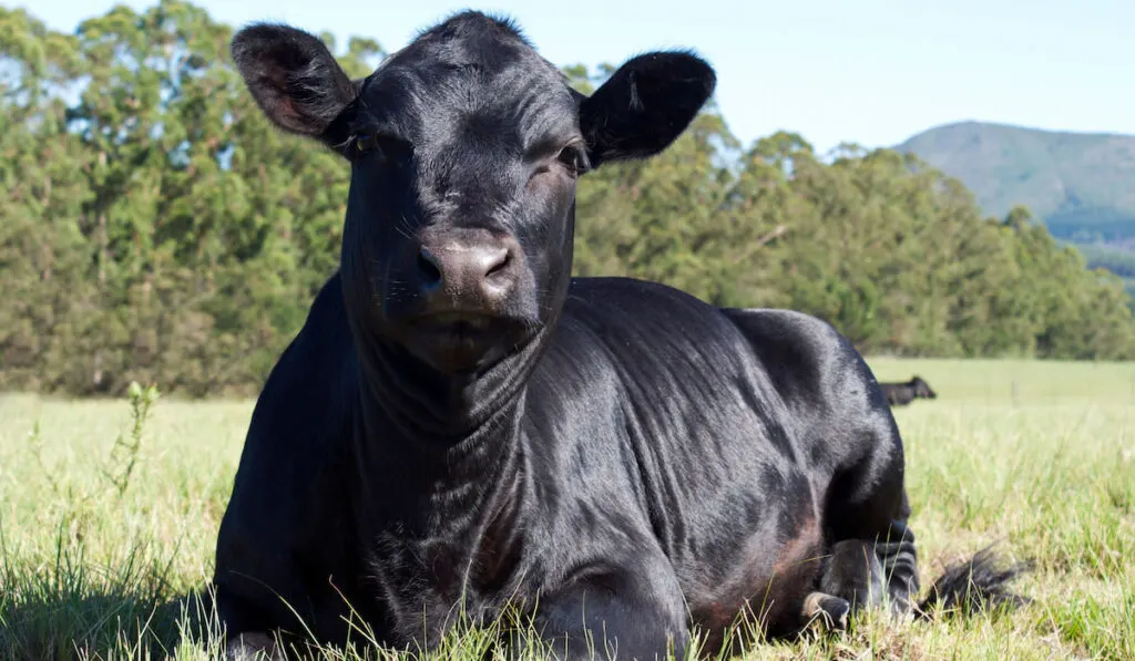 Beautiful black Aberdeen angus breed cow resting in pasture