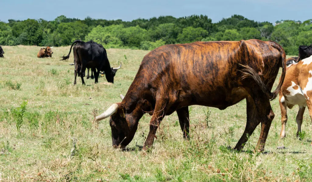 Beautiful brindled brown cow with large horns grazes on the green grass of  a ranch pasture with other cow around her