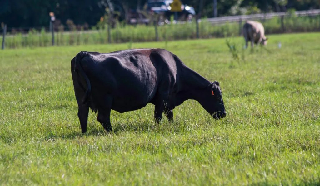 Commercial beef cattle graze in tall, lush bermudagrass in the afternoon sun.