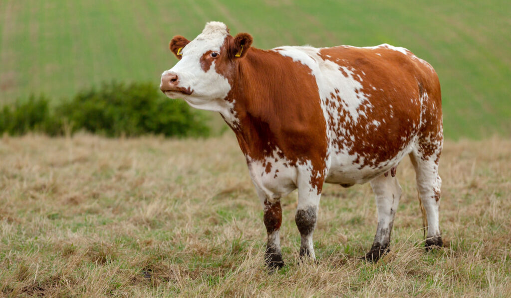 Closeup of a red and white ayrshire dairy cow in summer pasture in North Yorkshire