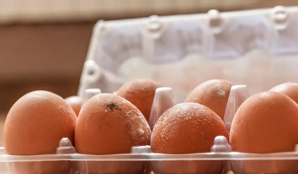 Closeup of black and white mildew growing on spoiled egg shells in plastic egg box