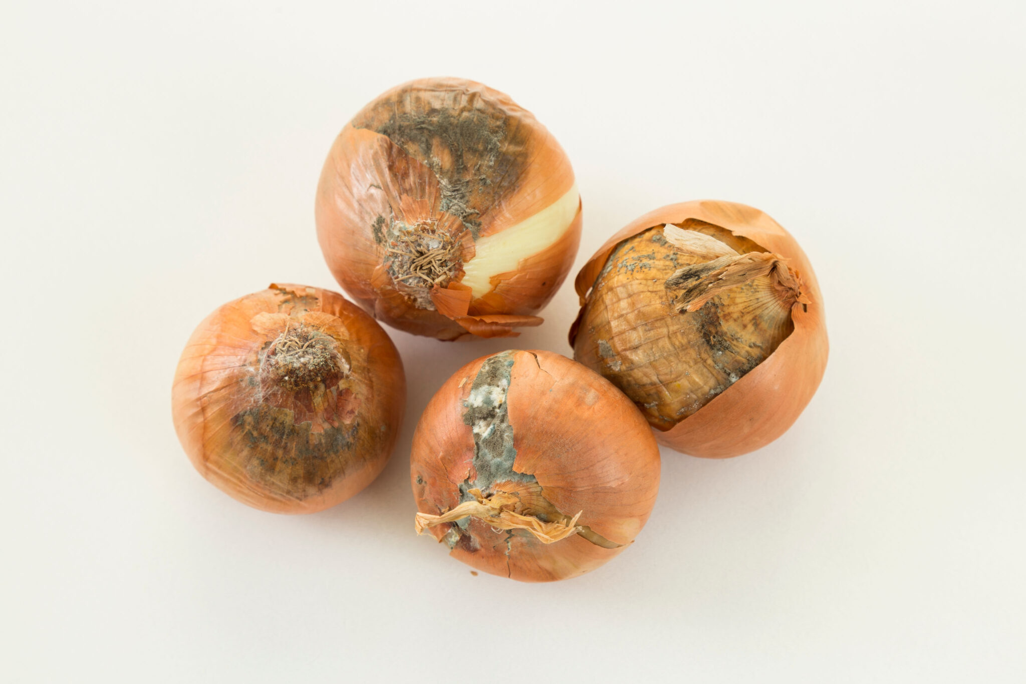 How to Tell if an Onion Is Bad? Farmhouse Guide