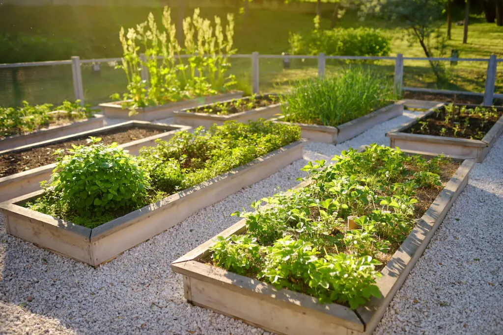 Community kitchen garden