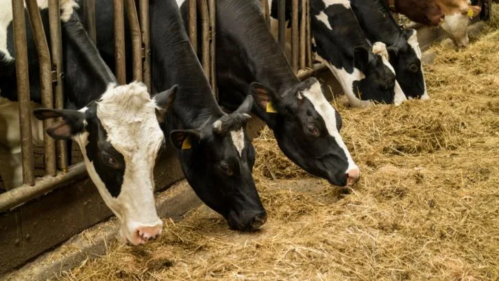 Cows-in-the-stable-eating-hay