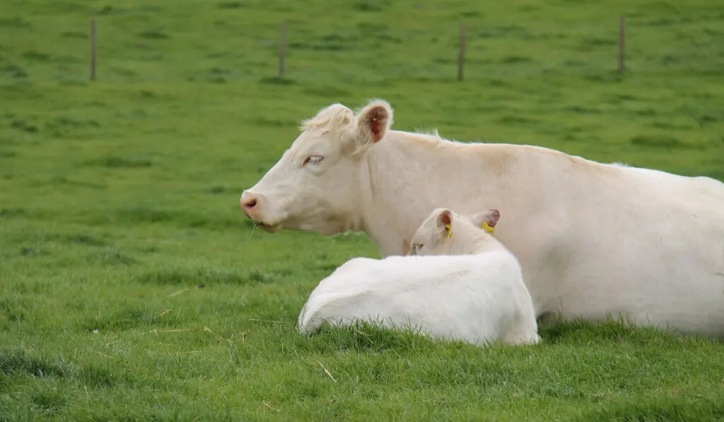 Farmyard whitebred shorthorn cattle mother and calf resting