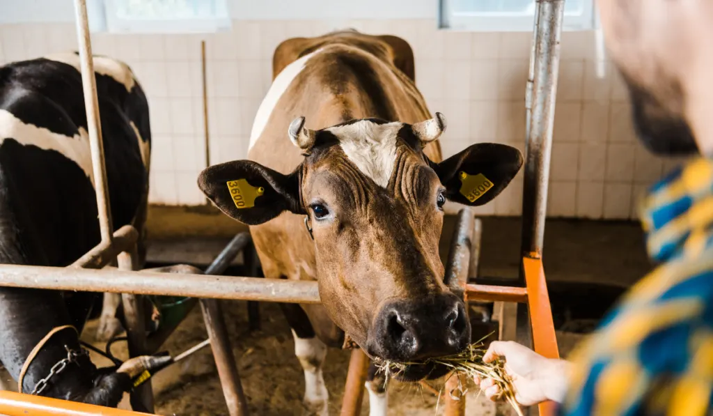 cropped image of farmer feeding cow with hay in stable
