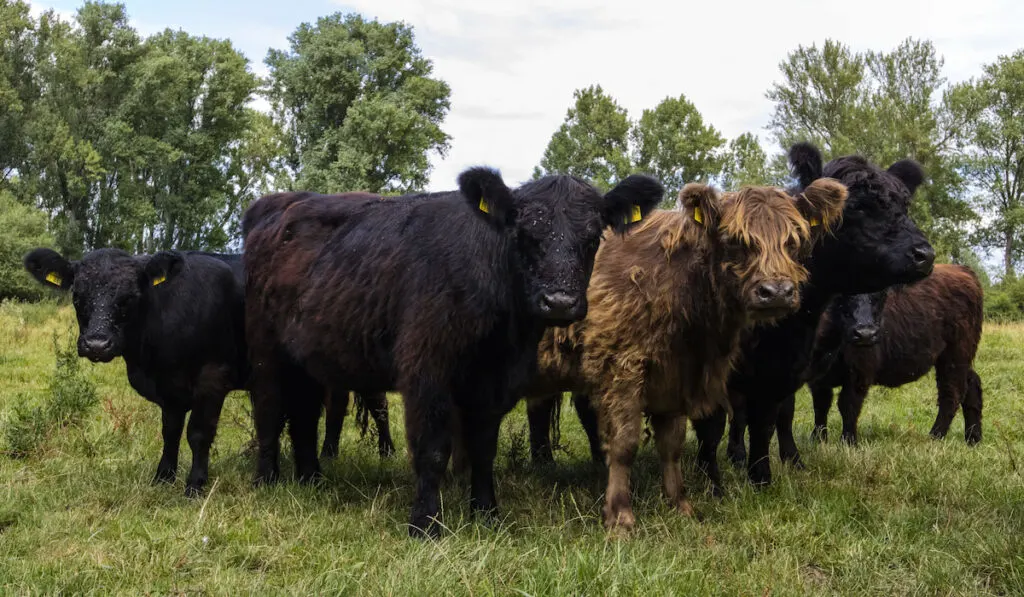 Herd of Galloway grazing