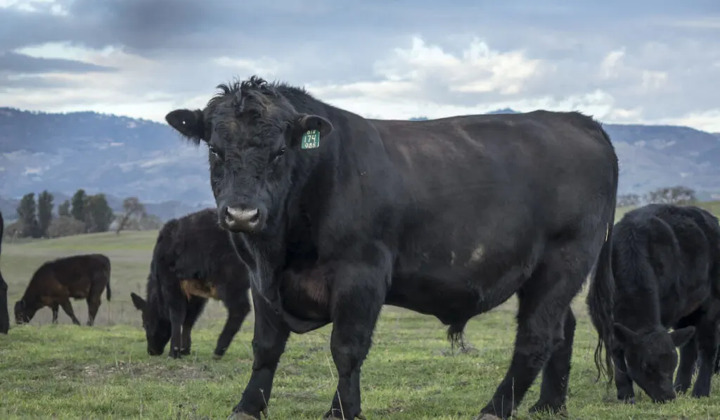 Herd of black angus bull grazing