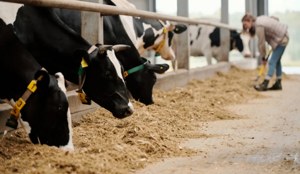 Herd of cows eating hay in livestock stall
