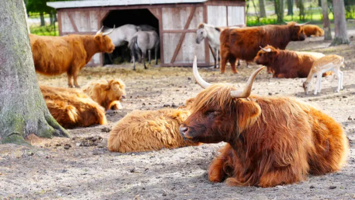 Highland-cows-herd-of-beautiful-long-furred-scottish-highlan-cattle-on-the-hill-with-horses-on-the-background