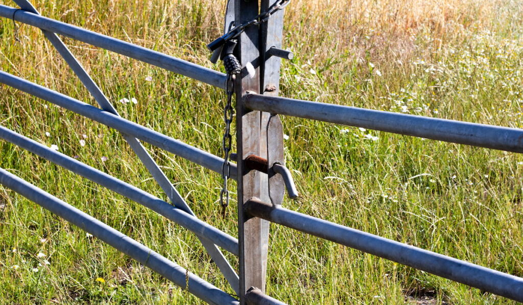 Locked metal framed farm gate